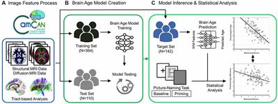 Differential Associations of White Matter Brain Age With Language-Related Mechanisms in Word-Finding Ability Across the Adult Lifespan